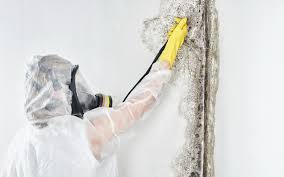 Professional Mold Removal Services in Fullerton, NE